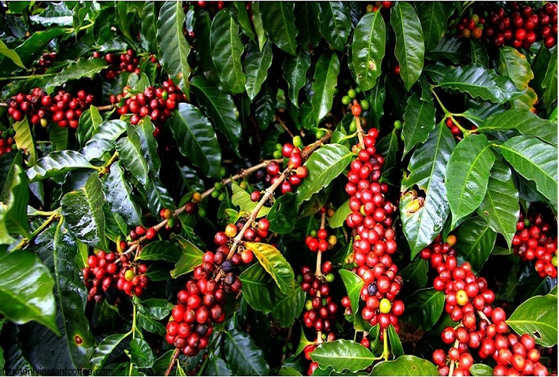 Berries growing in Africa Berries growing in Africa