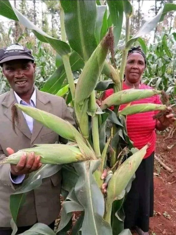 African farmers showing corn they've grown African farmers showing corn they've grown