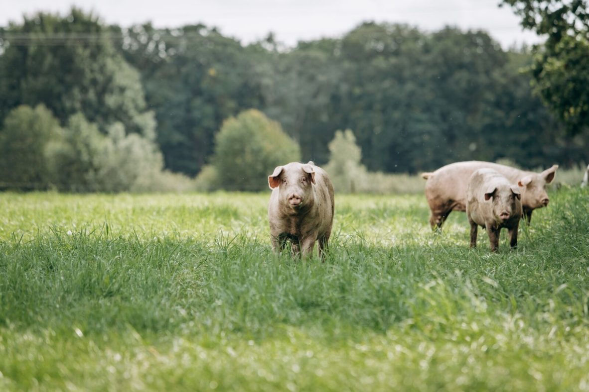 Pigs in a field Pigs in a field
