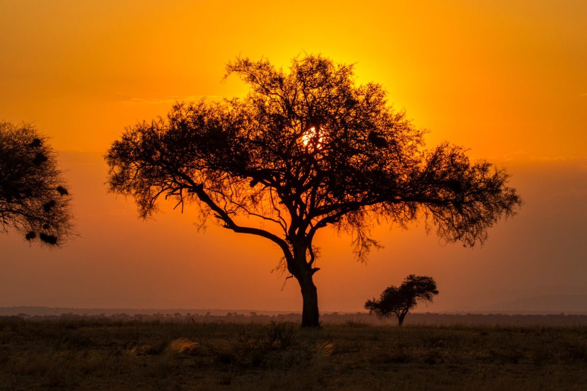 African tree at sunset African tree at sunset