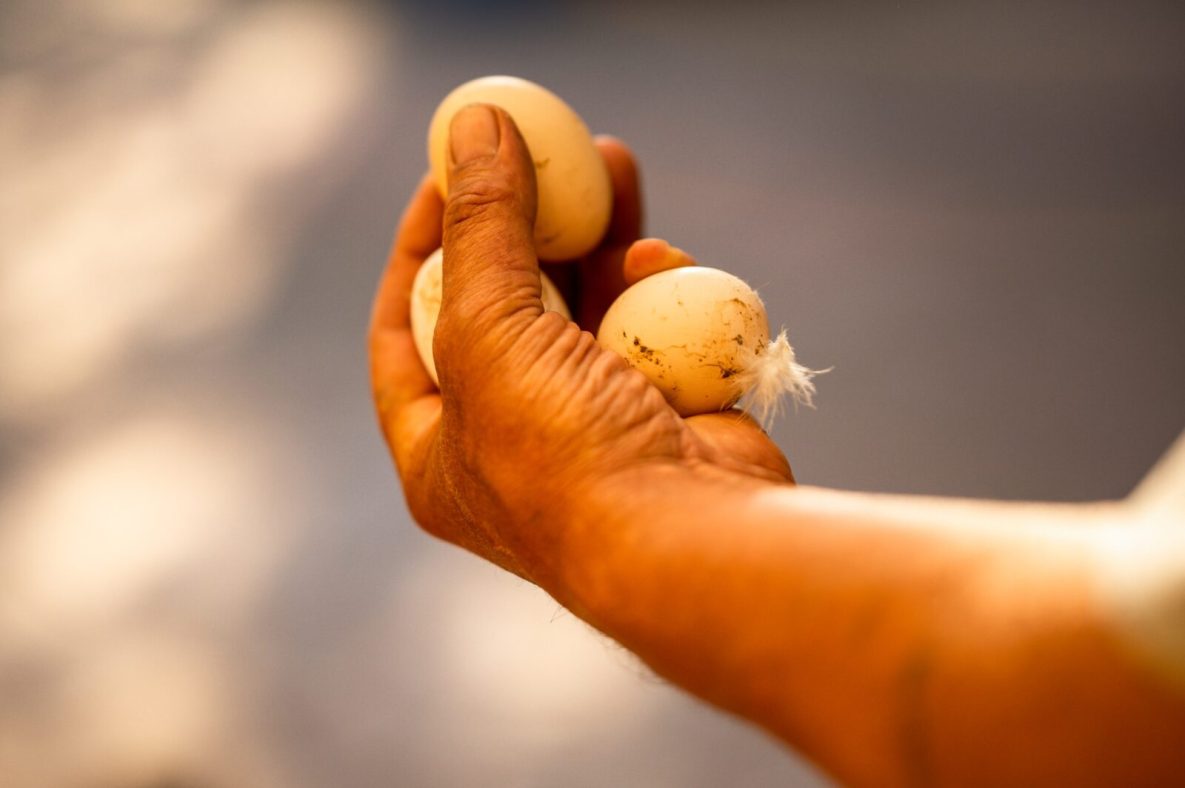 Hand holding chicken eggs Hand holding chicken eggs
